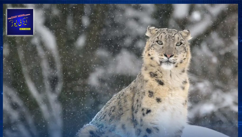 Wild Snow Leopard Returns To Chitral Highlands After Years