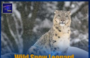 Wild Snow Leopard Returns To Chitral Highlands After Years